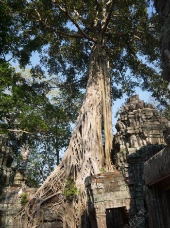 塔布隆寺的古树图片