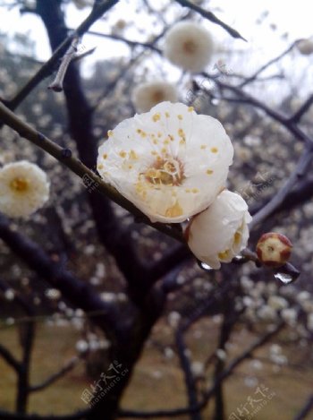 梅花图片