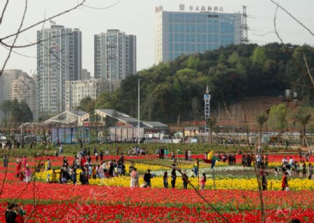 郁金香图片