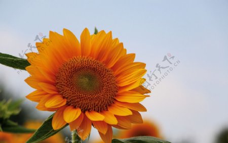 上海植物园向日葵图片