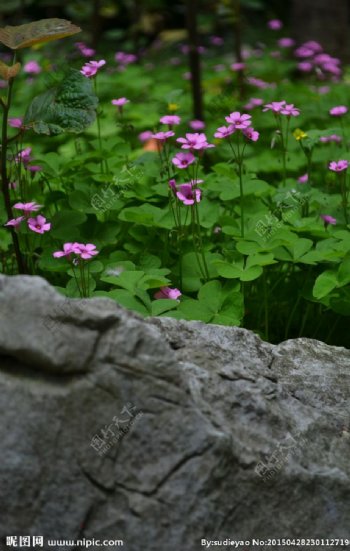 石头旁的三叶草花图片