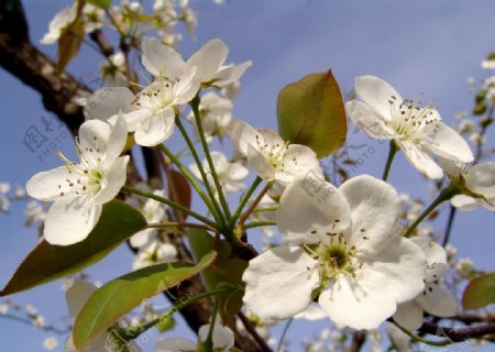 莱阳梨花图片