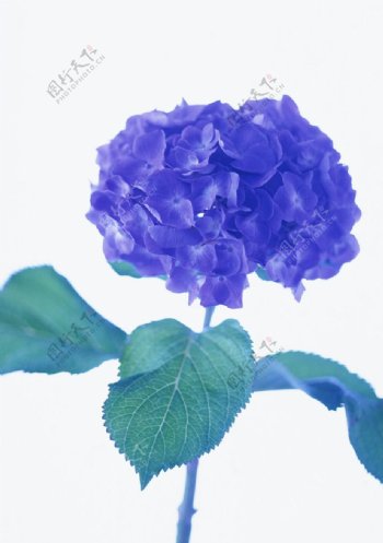 紫色苕花图片