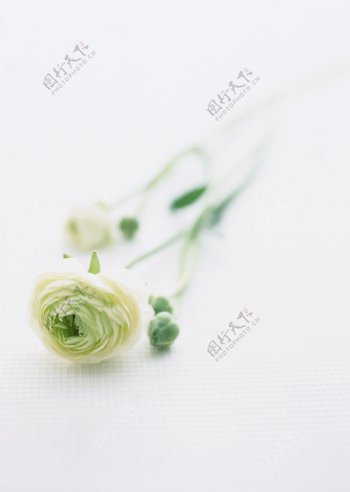 白玫瑰图片
