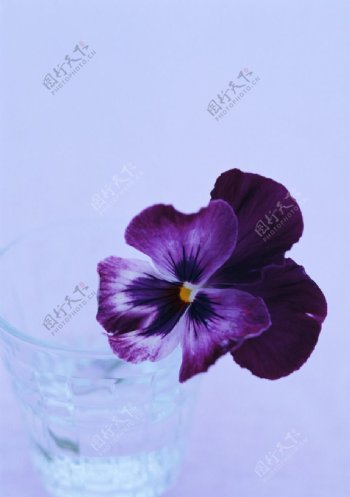 紫色蝴蝶花图片