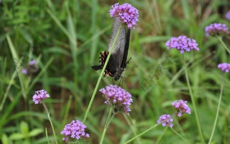 紫色马鞭草蝴蝶图片