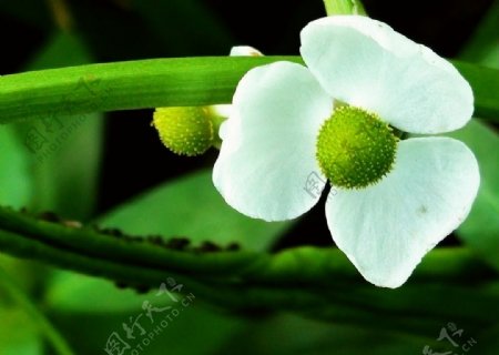 稻田里的白色野花图片