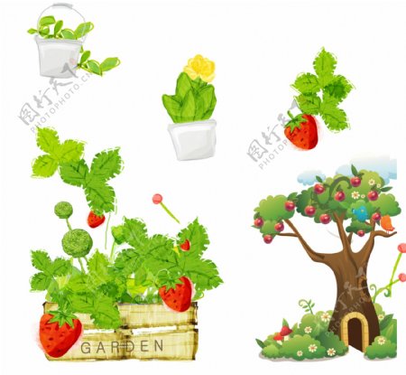 草莓苹果树图片
