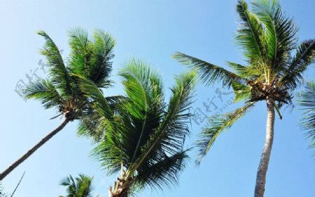 长滩岛椰子树图片