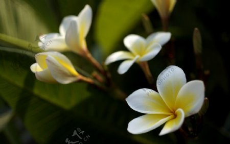 鸡蛋花图片