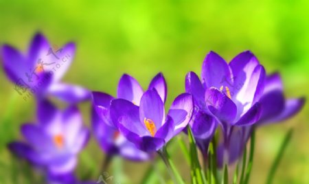 鲜艳紫色花朵图片
