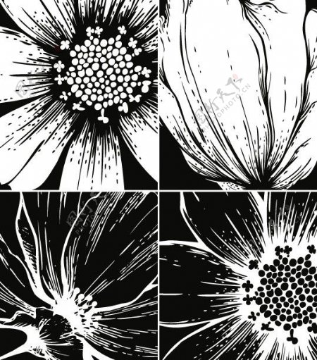 黑白花卉花朵矢量素材图片