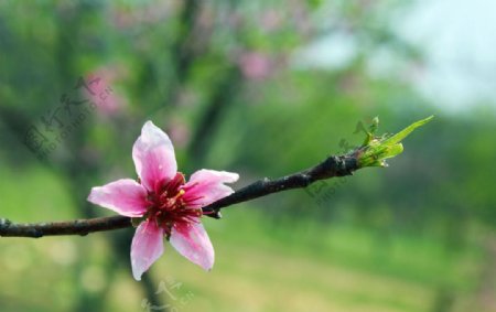 桃花图片