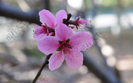 桃花图片