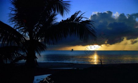 夏威夷海滨的椰树图片