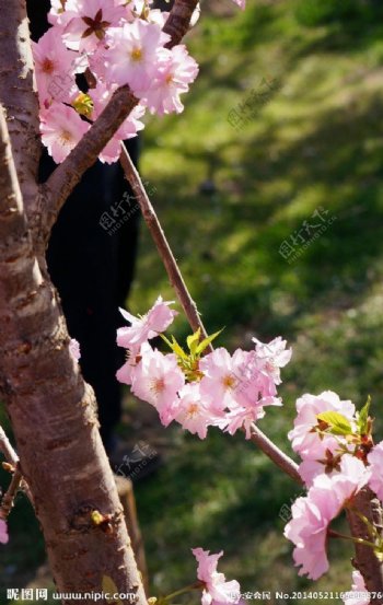 樱花图片