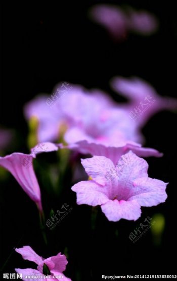 紫叶芦莉草图片