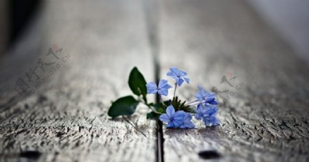 植物蓝色小花唯美背景图片