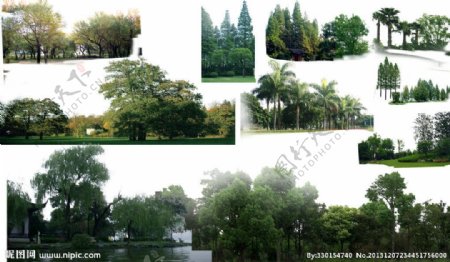 景观配景树PSD素材图片
