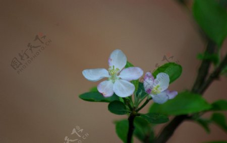 苹果花图片