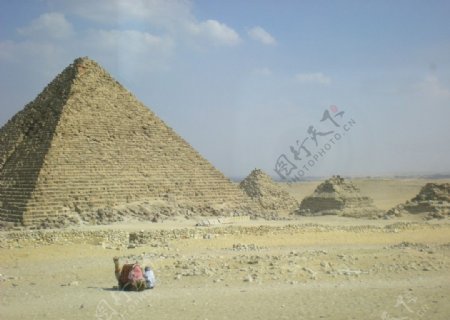 埃及金字塔的骆驼图片