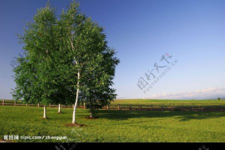 草地上的白桦树图片