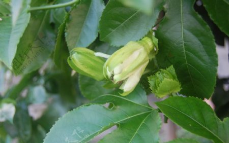 百香果的花鸡蛋果的花花蕾图片