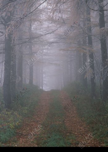 雾中的树林小道图片