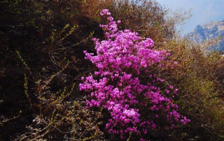 杜鹃花图片