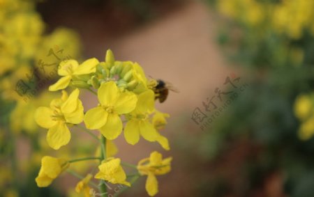 油菜花图片