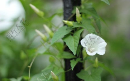 牵牛花图片