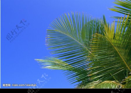 热带树叶图片