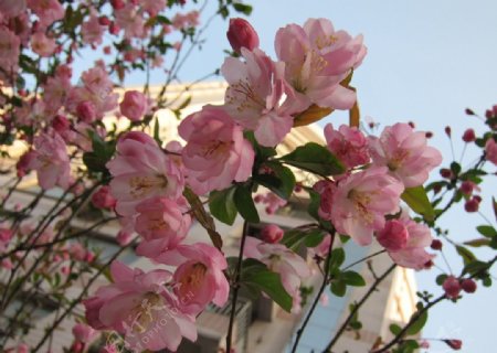 樱花海棠图片