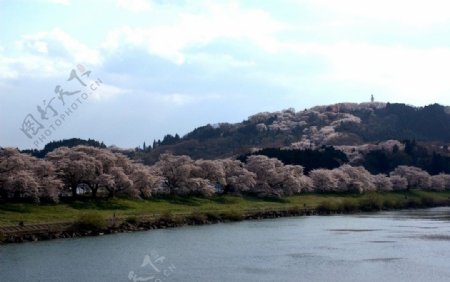 日本櫻花山水河流图片