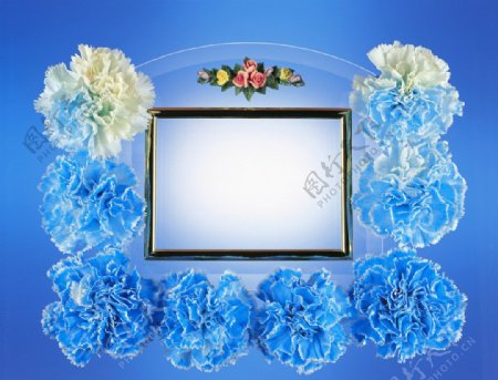 蓝色康乃馨相框图片