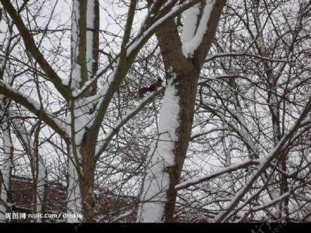 欢跃于雪树间的小松鼠图片