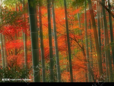 日本京都岚山公园竹林图片