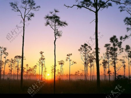 佛罗里达州大沼泽地国家公园日出图片