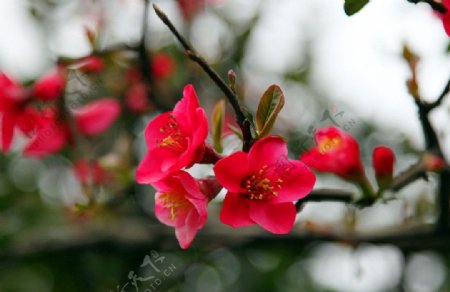 红海棠花图片