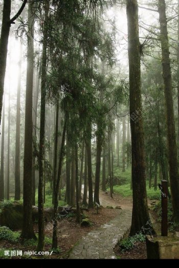 台灣嘉義阿里山國家森林遊樂區步道图片
