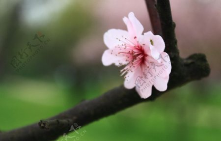 梅花图片