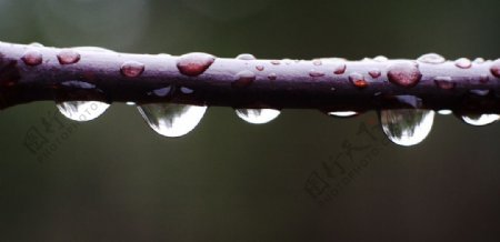 树枝上的水滴图片