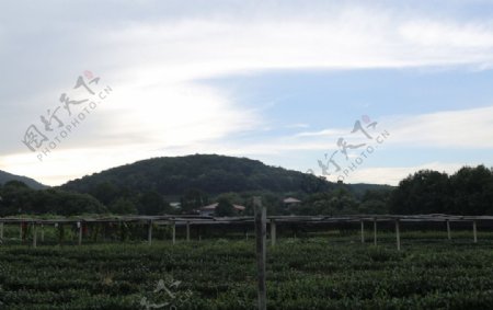 杭州茶园景色图片