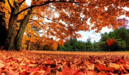 秋季落叶摄影特写图片