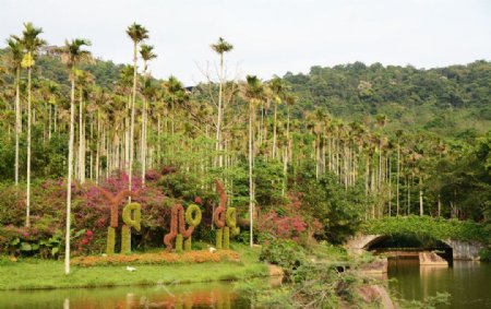 热带雨林槟榔树图片
