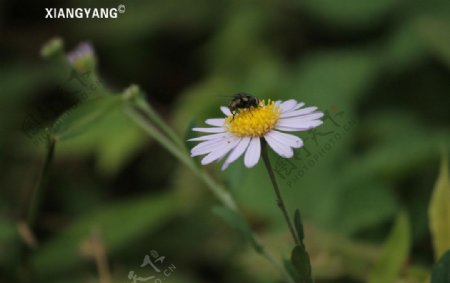 野菊花图片