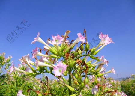 烟草花图片