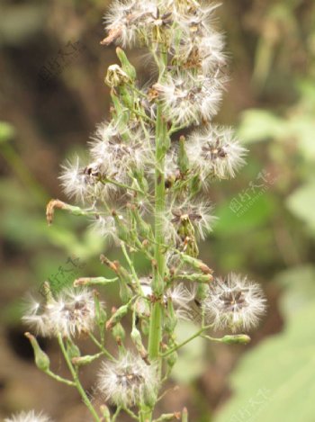 小野草图片