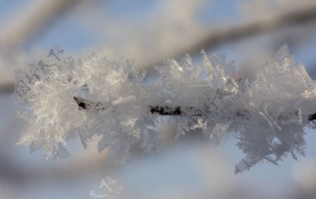 冰晶在树枝上图片