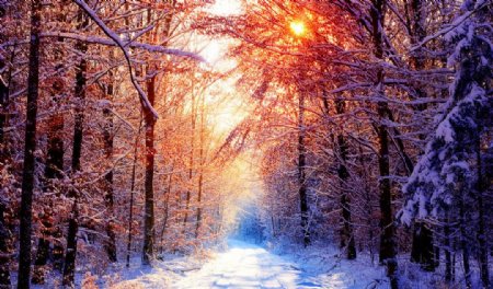 冬天的阳光图片
